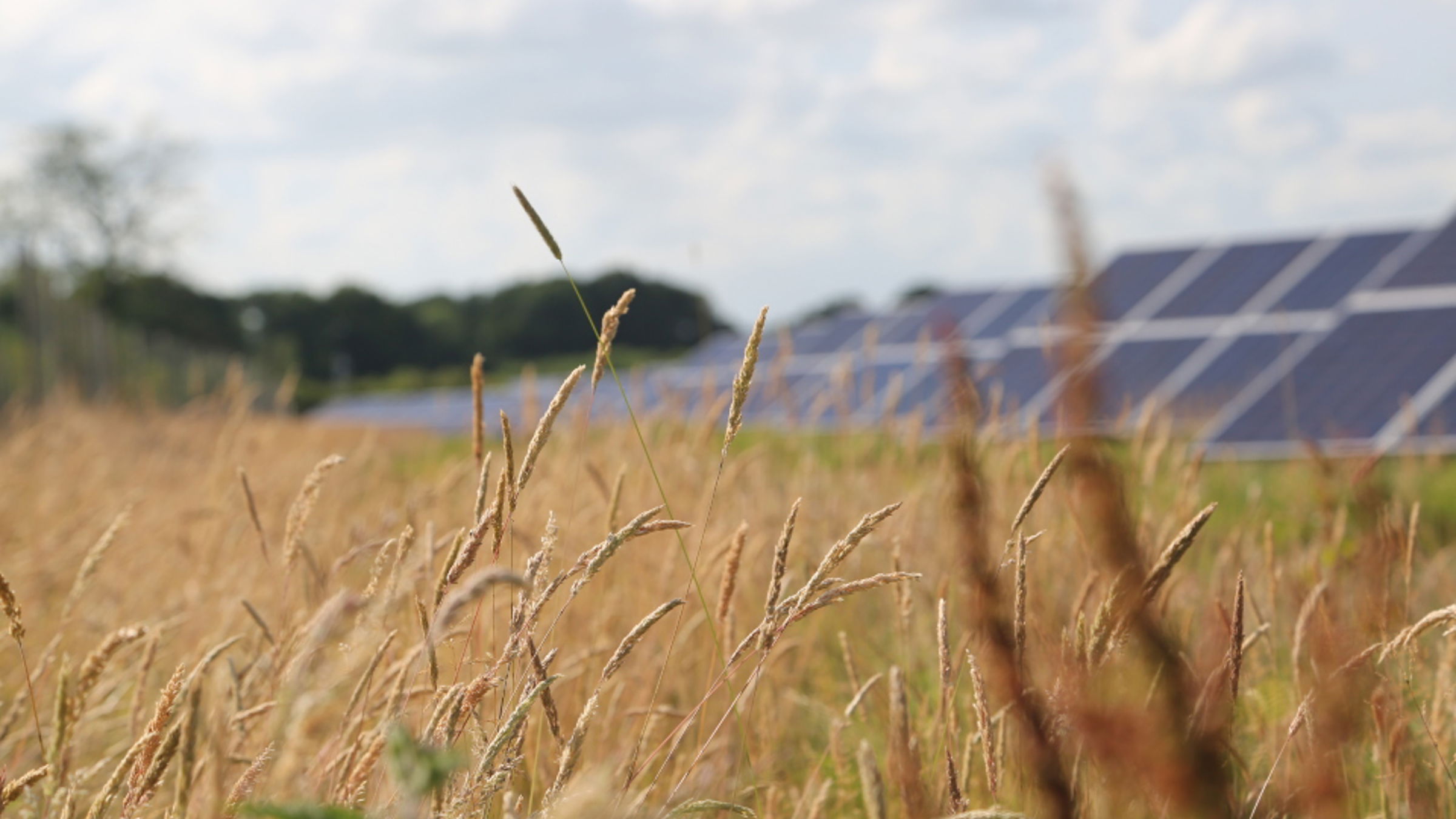 Red flowers in a field