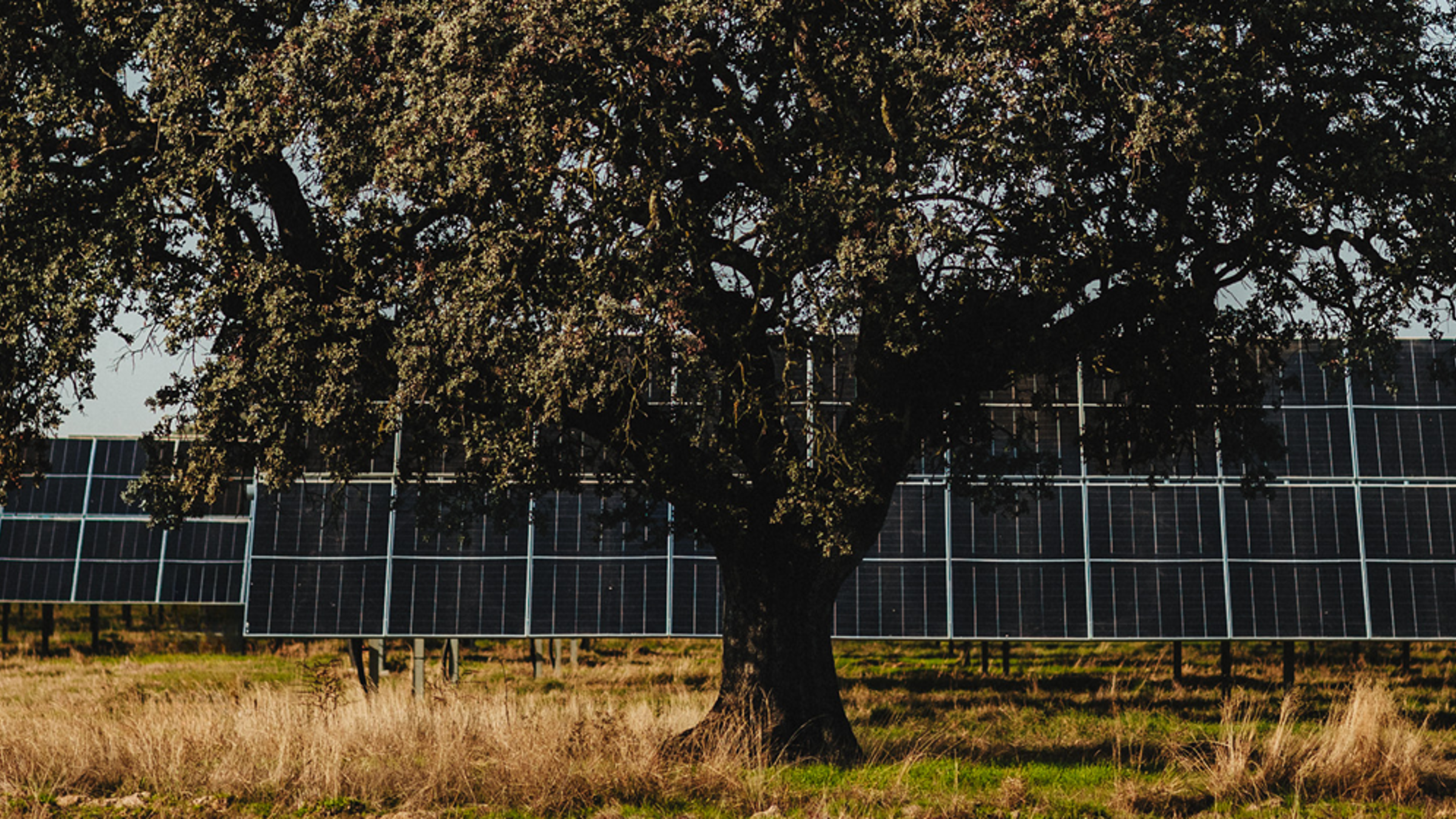 Solar panels with wildflowers