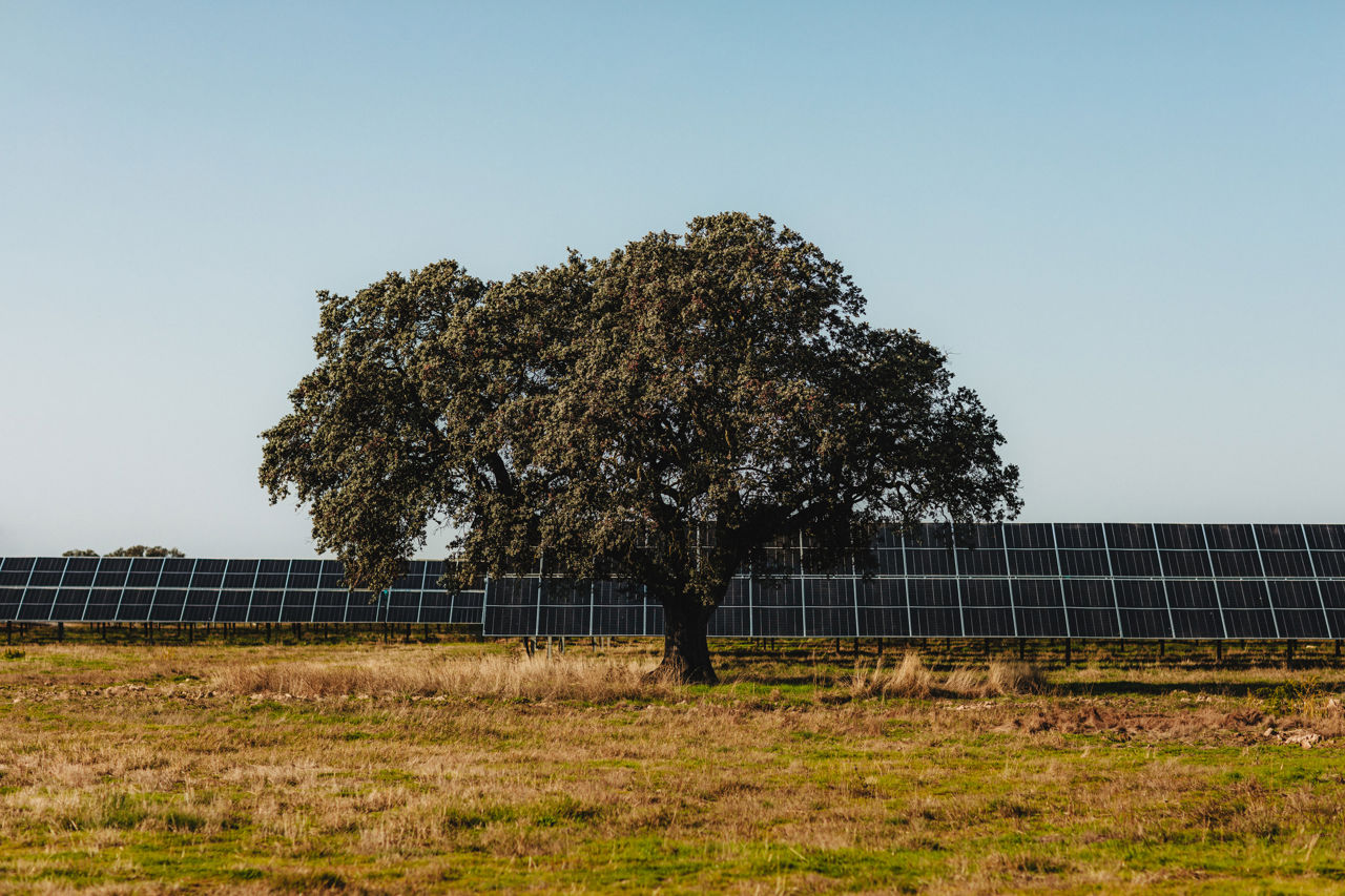 Solar farm