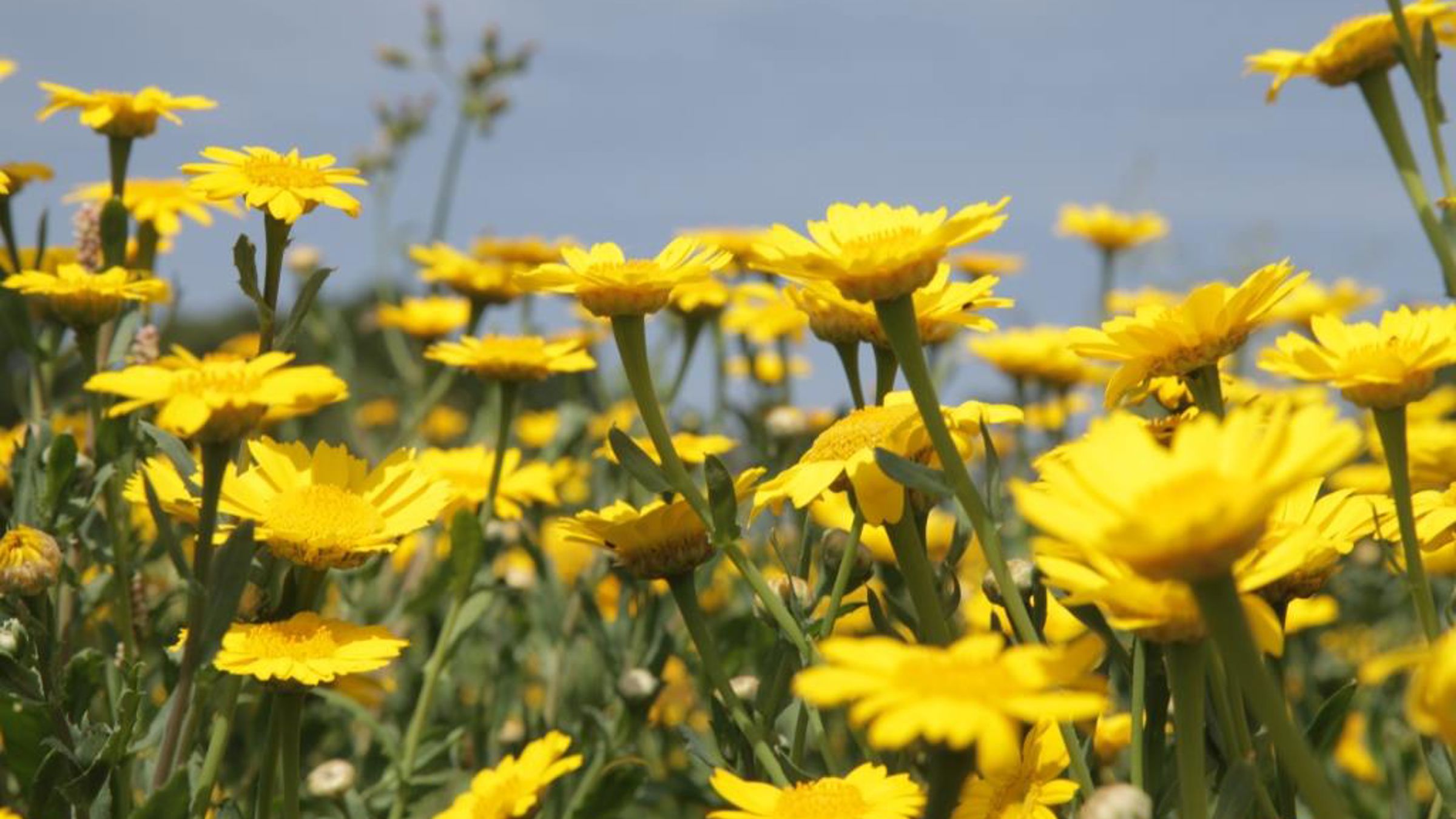 sunflowers