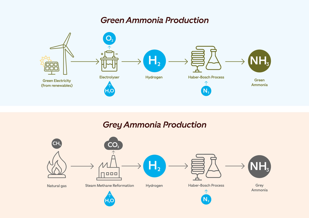 A comparative process diagram comparing the differences between green ammonia, made with renewable energy, and grey ammonia, made with natural gas. 