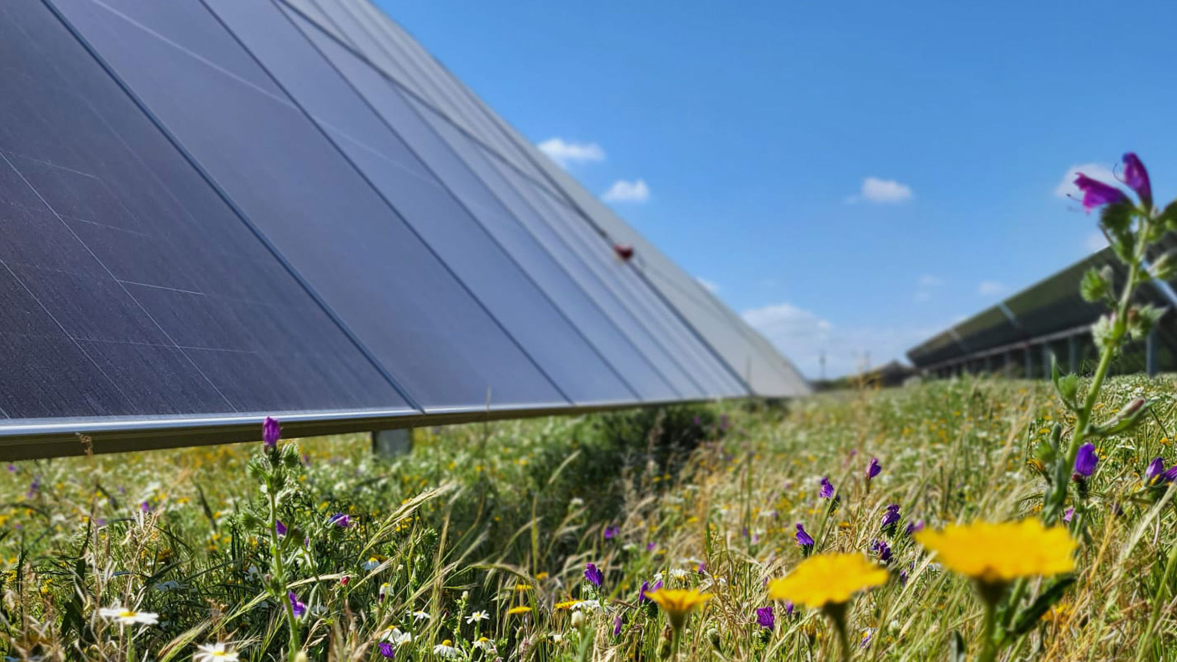Solar panels with wildflowers