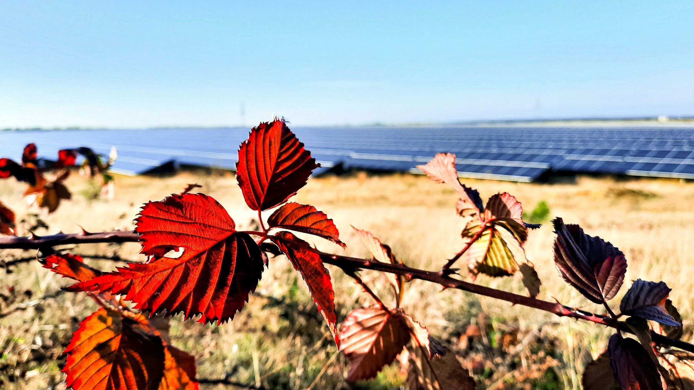 Solar panels with wildflowers