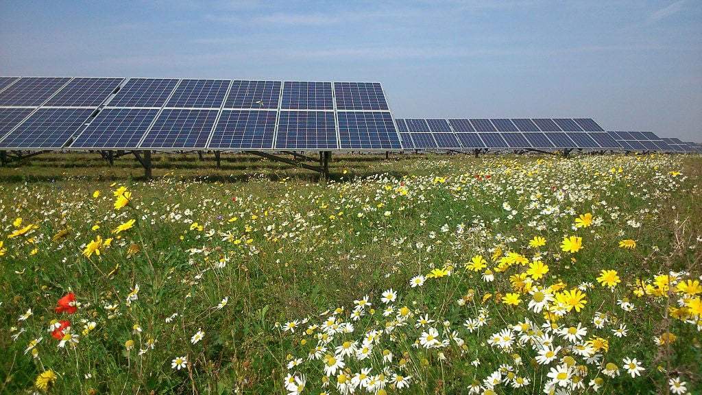 solar farm and wildflowers