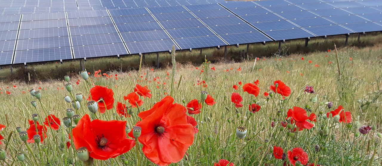 Red poppies at a solar farm